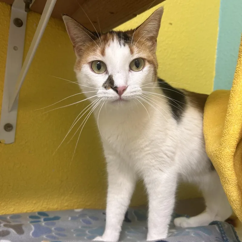 Butter Free Aka Maizie