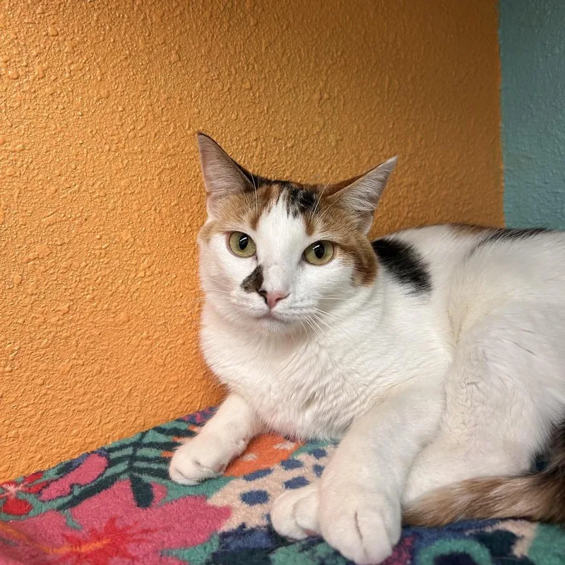 Butter Free Aka Maizie thumbnail 2