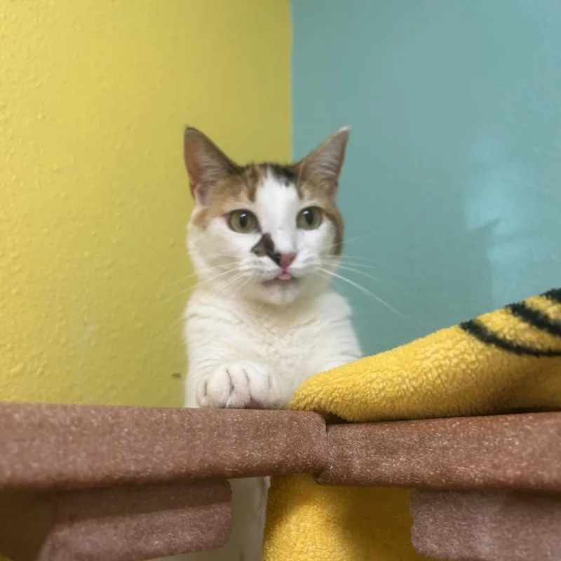 Butter Free Aka Maizie thumbnail 3