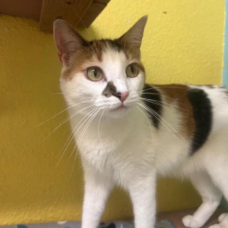 Butter Free Aka Maizie thumbnail 4