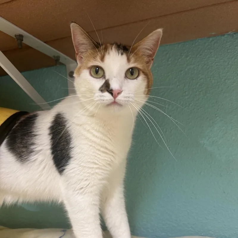 Butter Free Aka Maizie thumbnail 5