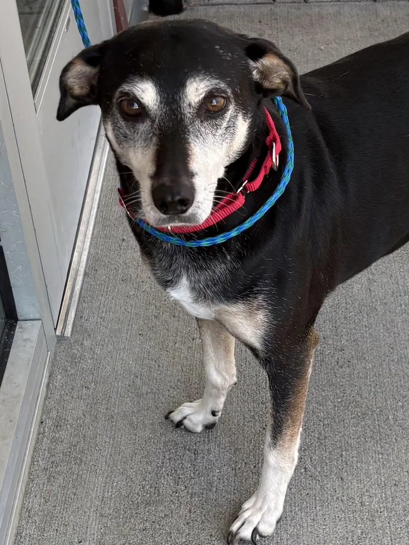 A senior medium-sized female Black Hound dog named Wendi for adoption in Silvana, WA