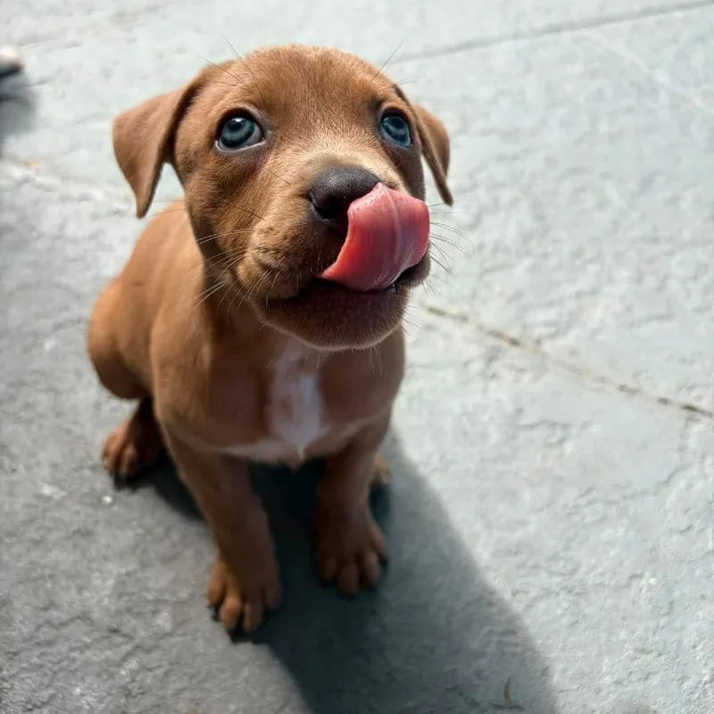 A baby medium-sized female Brown / Chocolate Hound dog named Nisa for adoption in Seminole, FL