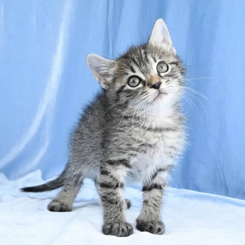 A baby small-sized male Gray / Blue / Silver Domestic Short Hair cat named Dex for adoption in Mobile, AL