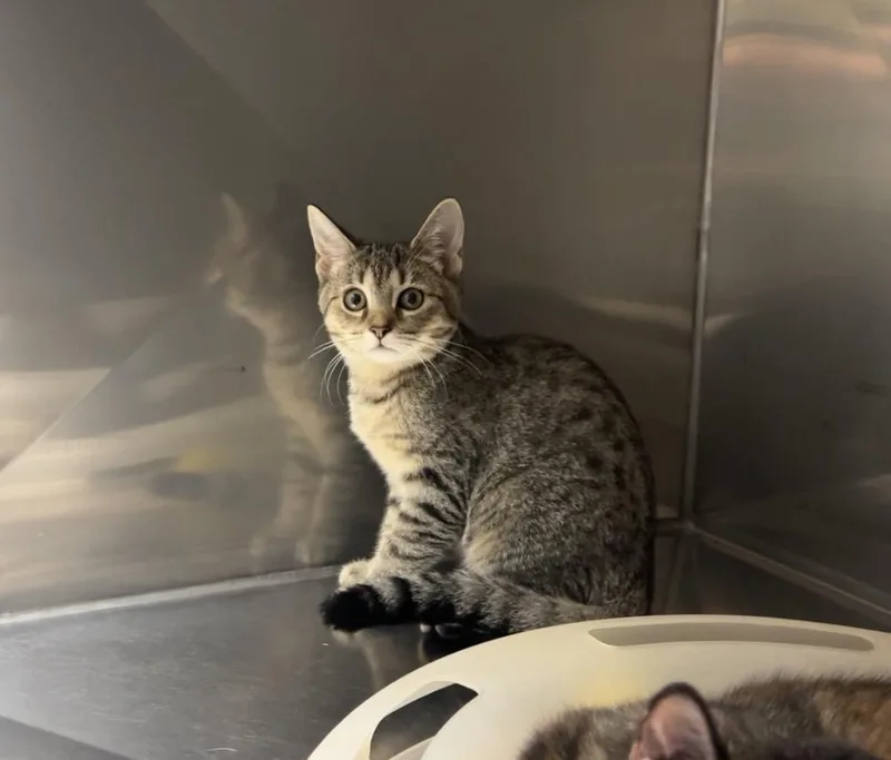 A baby medium-sized female Tabby (Brown / Chocolate) Domestic Short Hair cat named Lobster Roll for adoption in Montville, NJ