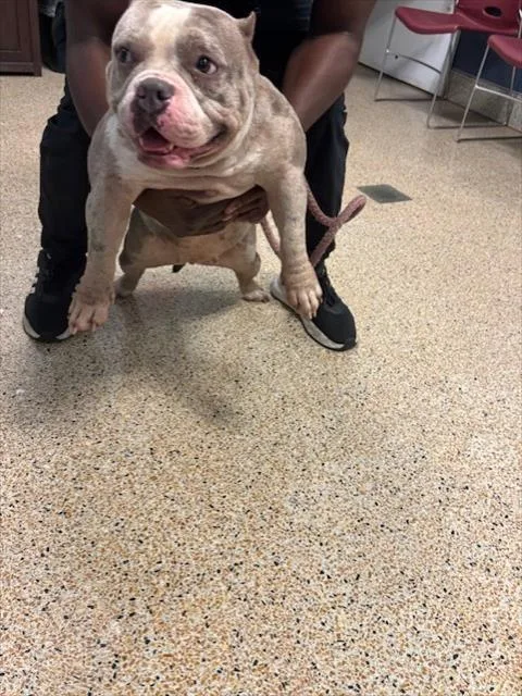 An adult medium-sized female Pit Bull Terrier dog named Nova for adoption in Miami, FL