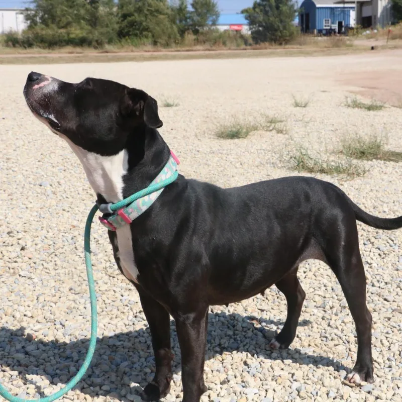 An adult medium-sized female Boxer dog named Waverly for adoption in Kingman, KS