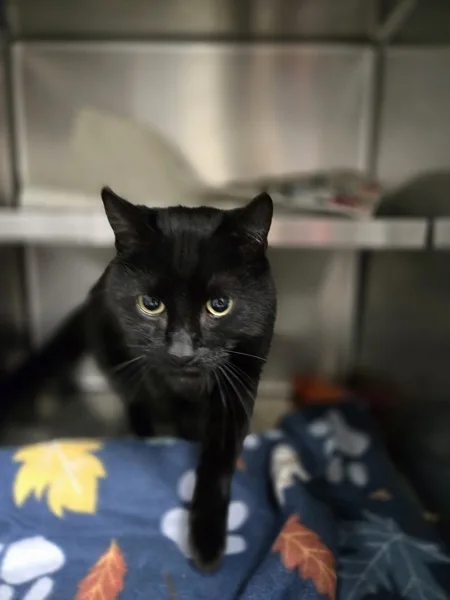 An adult medium-sized male Domestic Short Hair cat named Cayenne for adoption in Kingston, NY