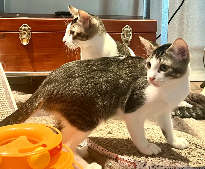 Gold Dust And Dream thumbnail 3