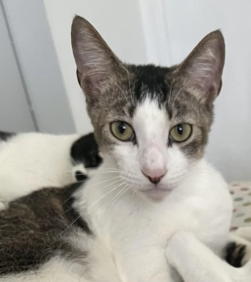 Gold Dust And Dream thumbnail 4