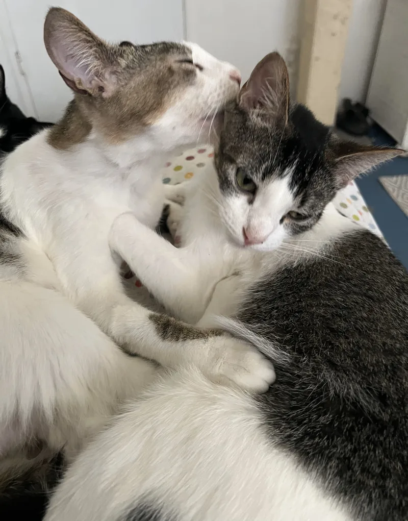 Gold Dust And Dream thumbnail 5