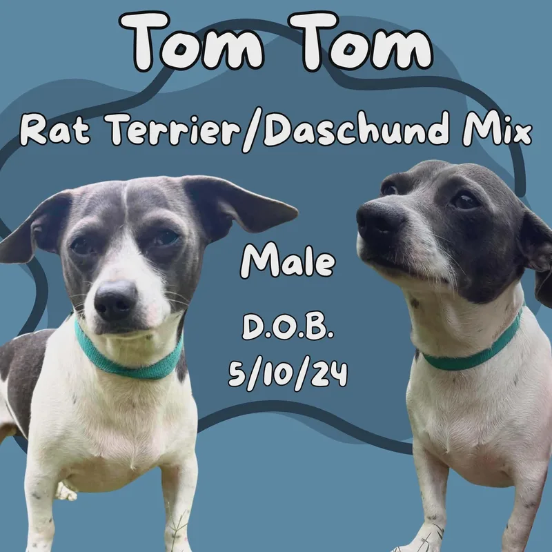 An adult small-sized male White / Cream Rat Terrier dog named Tom Tom for adoption in Caldwell, TX
