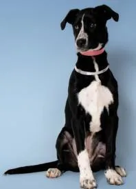 A baby medium-sized female Labrador Retriever dog named Nova for adoption in Cincinnati, OH