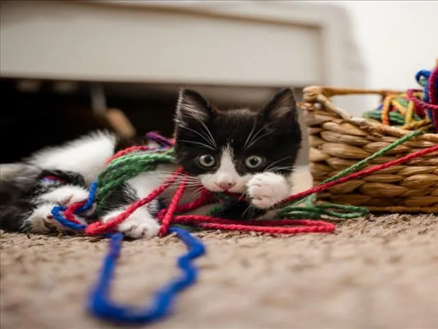 A baby small-sized male Black & White / Tuxedo Domestic Short Hair cat named Asbestos for adoption in Woodland, CA