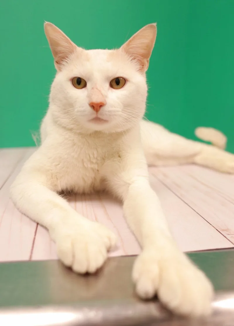 An adult medium-sized male White Domestic Short Hair cat named Lucky for adoption in Salem, MA