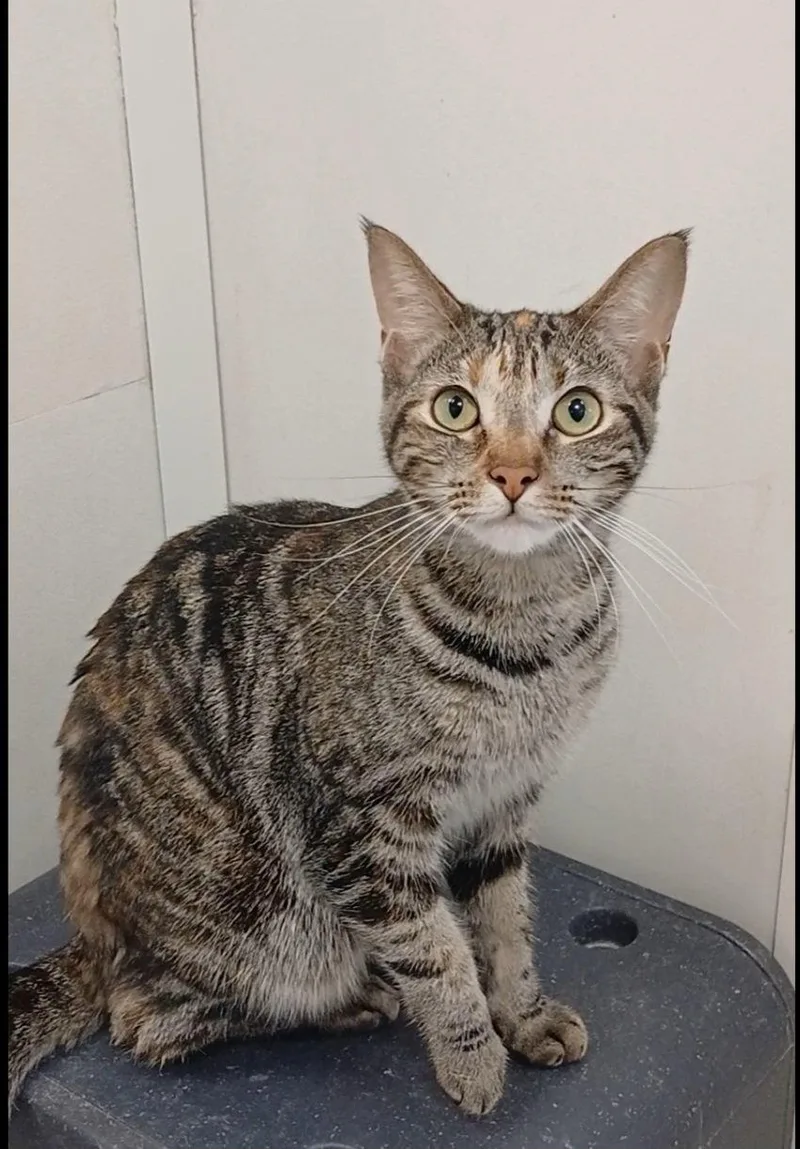 An adult medium-sized female Tabby cat named Rosalind Franklin for adoption in Bay City, MI