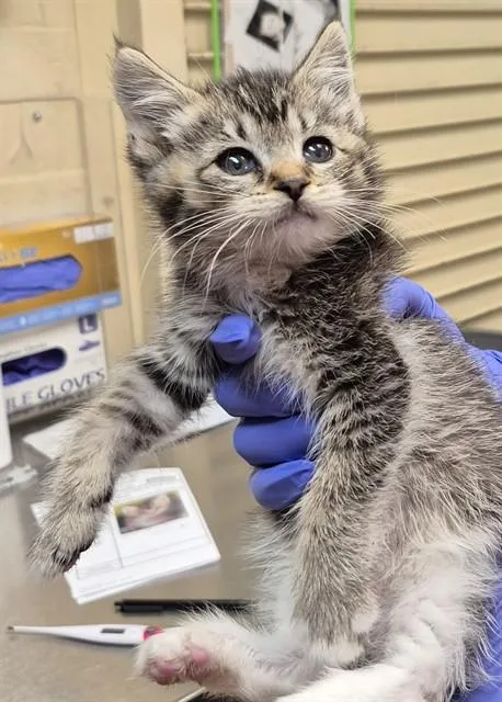 A baby small-sized female Domestic Medium Hair cat named Sylvie for adoption in Lodi, CA