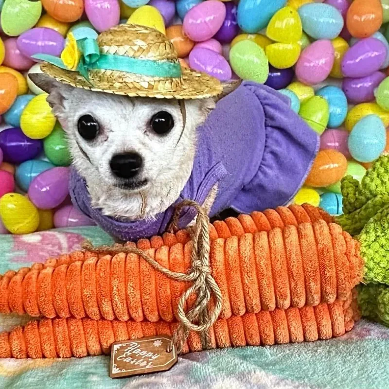 A senior small-sized female Yellow / Tan / Blond / Fawn Chihuahua dog named Kiwi for adoption in Gulfport, MS
