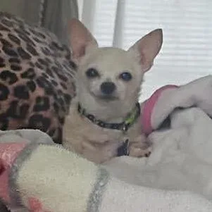 Kiwi thumbnail 3