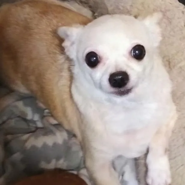 Kiwi thumbnail 6