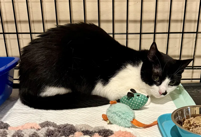 An adult medium-sized female Black & White / Tuxedo Domestic Short Hair cat named Kiki for adoption in Andover, CT