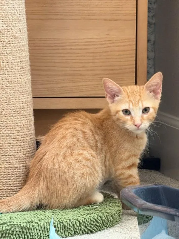 A baby small-sized female Domestic Short Hair cat named Dolly for adoption in Bonsall, CA