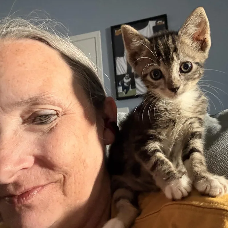 A baby small-sized male Gray / Blue / Silver Domestic Short Hair cat named Ernie for adoption in Wichita, KS