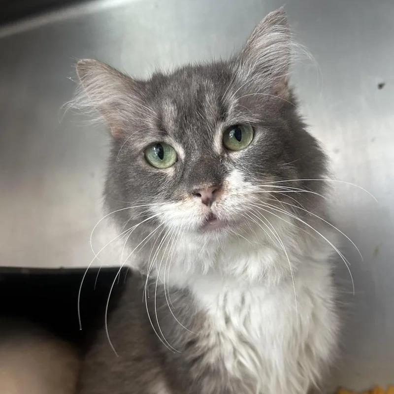 An adult medium-sized female Gray / Blue / Silver Domestic Short Hair cat named Ep for adoption in Chicago, IL