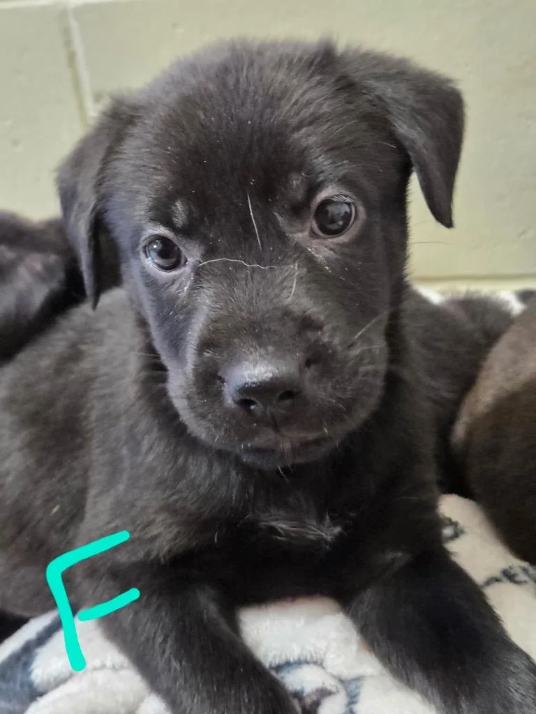 A baby small-sized female Mixed Breed dog named Ezra for adoption in Crandon, WI