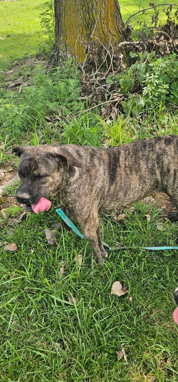 An adult large-sized female Mastiff dog named ATHENA and FRANKIE for adoption in Du Quoin, IL