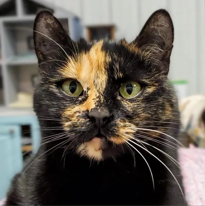 A senior small-sized female Tortoiseshell Domestic Short Hair cat named Ivy for adoption in Sheridan, WY