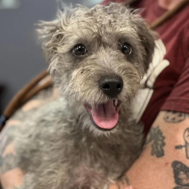 Georgie