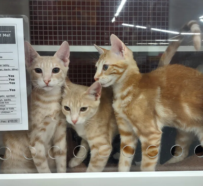 A baby medium-sized male Orange & White Oriental Tabby cat named Mitsu Itachi for adoption in Golden Valley, AZ