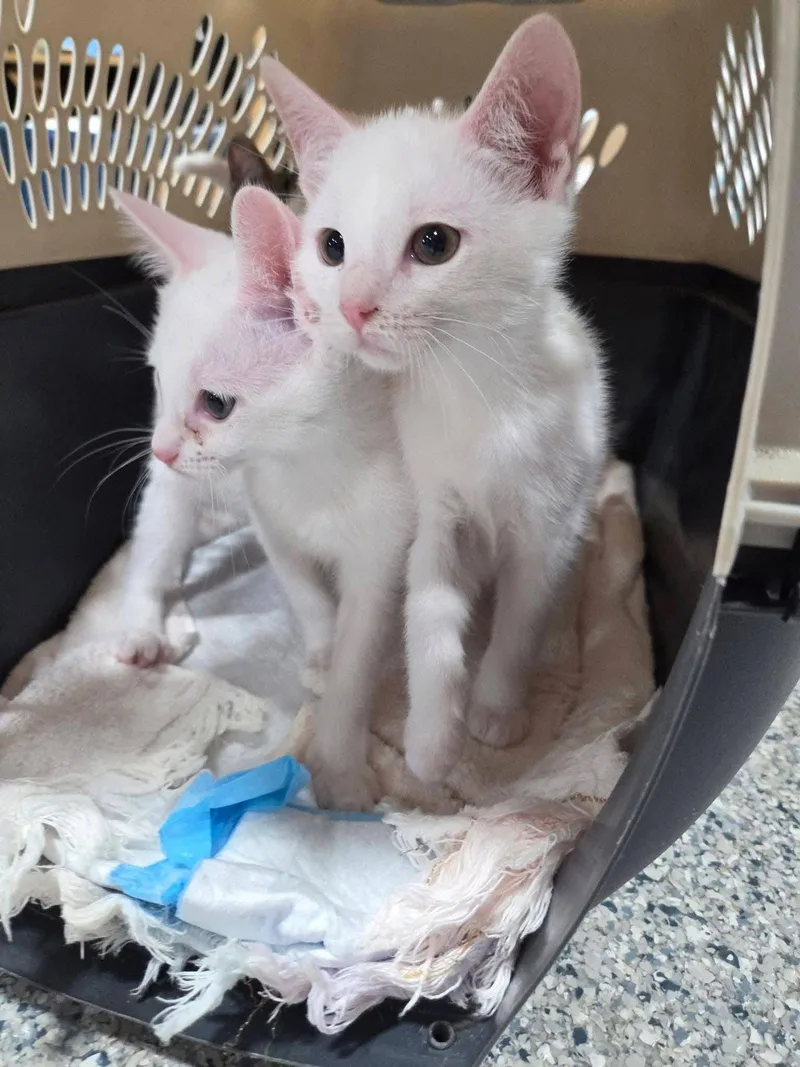A young medium-sized male Domestic Short Hair cat named Snow for adoption in Columbia, MO