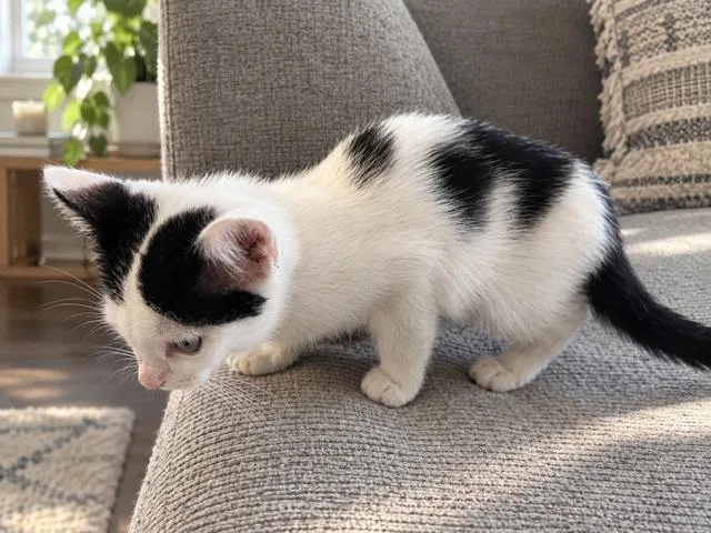 A baby large-sized female Domestic Medium Hair cat named Emmy for adoption in HUNTINGTON BEACH, CA