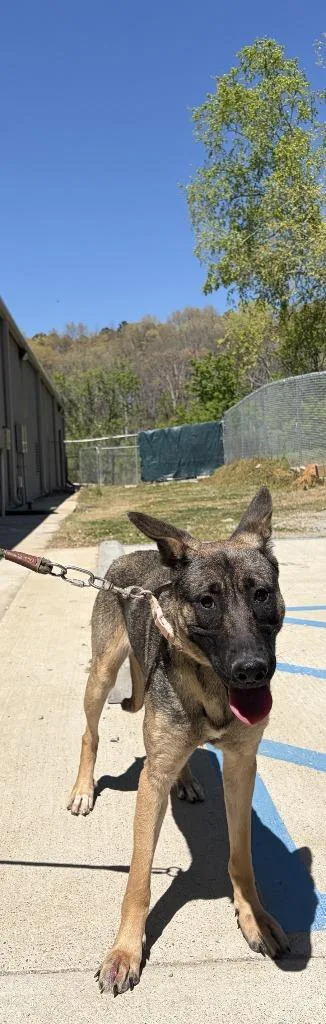 A young large-sized female German Shepherd Dog dog named Leia for adoption in Lawrenceburg, TN