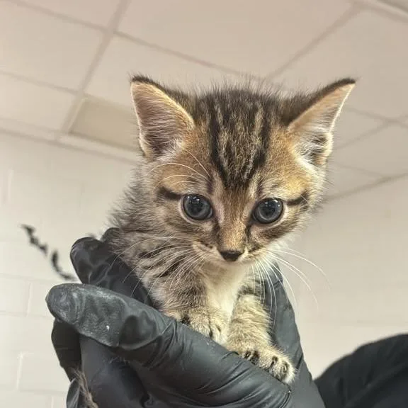 A baby small-sized male Domestic Short Hair cat named Damian for adoption in Gadsden, AL