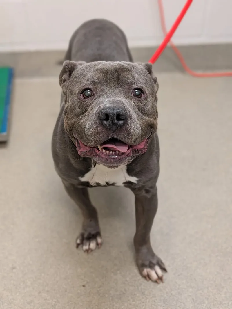 A senior large-sized male Gray / Blue / Silver American Bully dog named Doop for adoption in Mount Vernon, OH