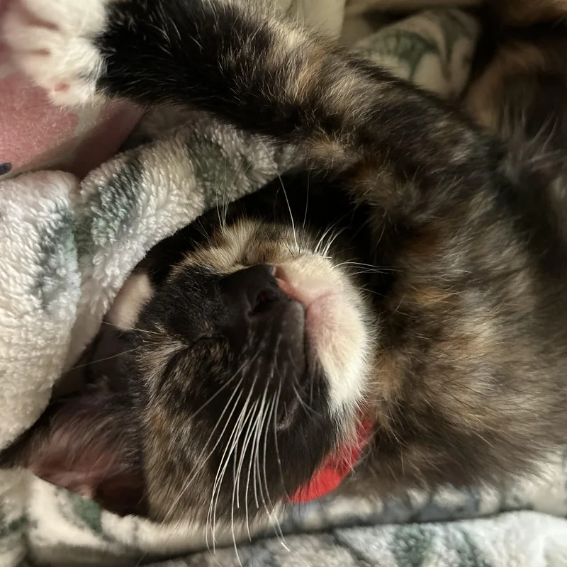 A baby medium-sized female Calico Domestic Short Hair cat named Rocky Road for adoption in Bryan, TX