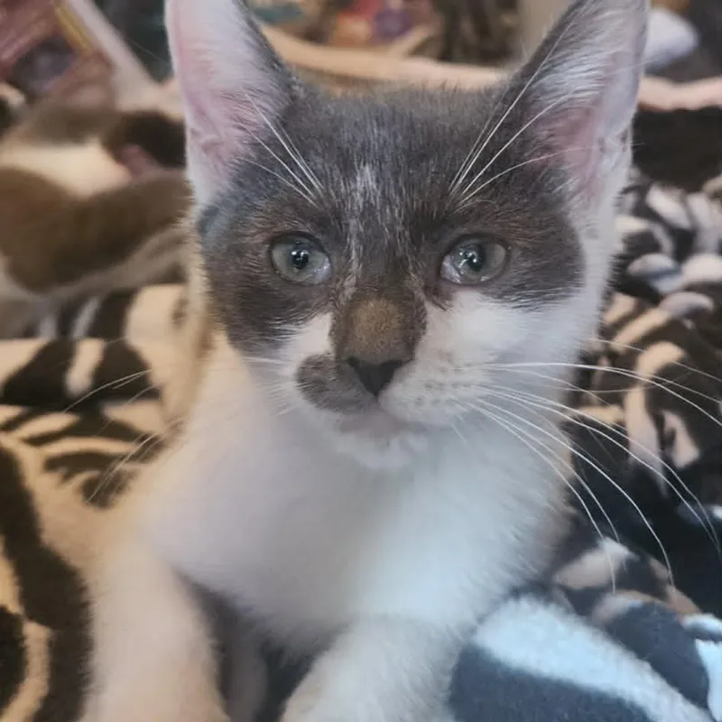 A baby medium-sized male Gray / Blue / Silver Domestic Short Hair cat named Marlowe for adoption in Rochester, NY