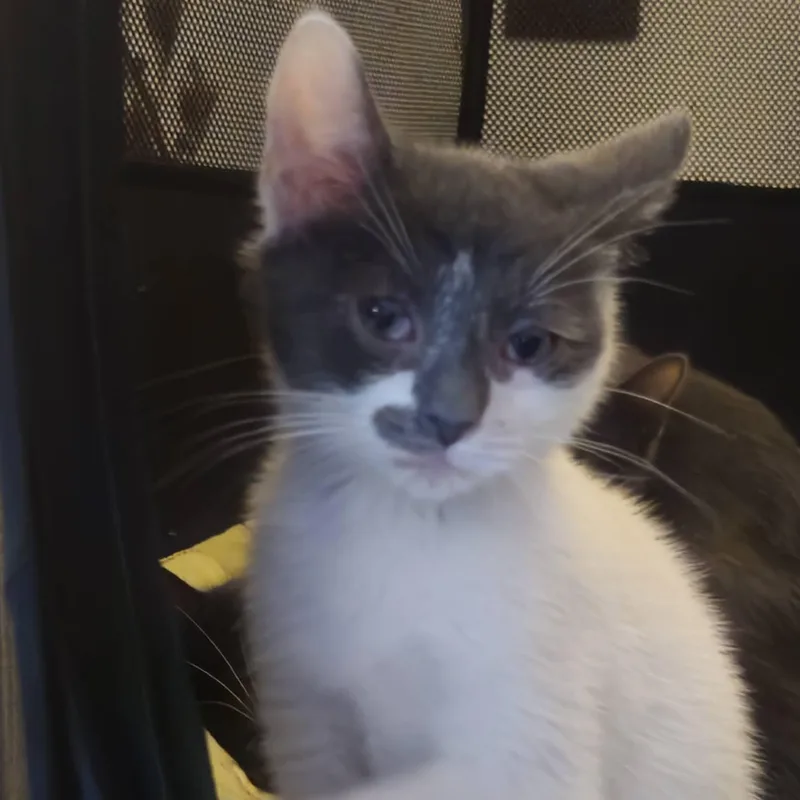 Marlowe thumbnail 4
