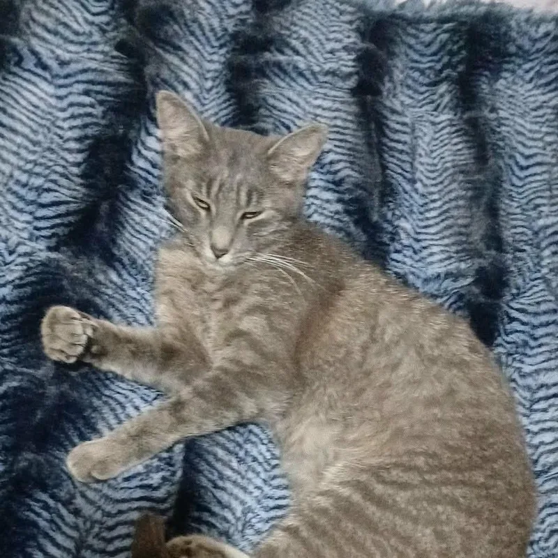 Euphoria thumbnail 2