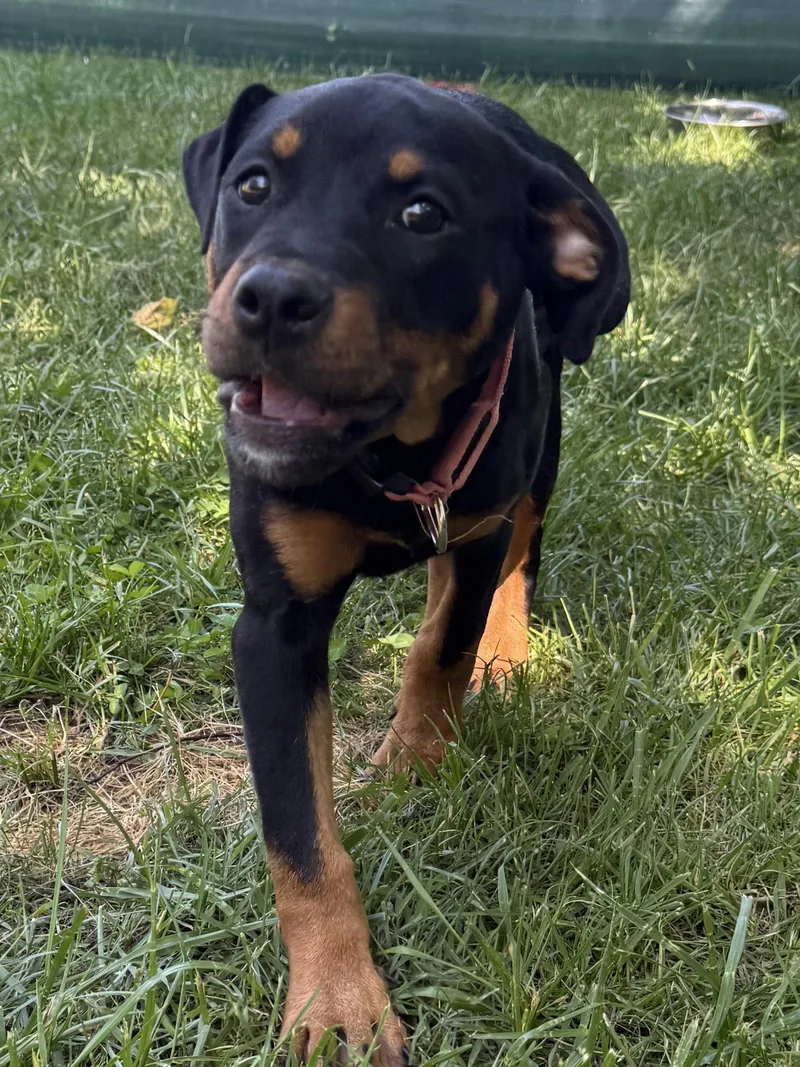 A baby large-sized female Rottweiler dog named Rosie for adoption in Mooresville, NC