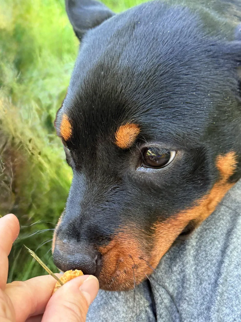 Rosie thumbnail 3