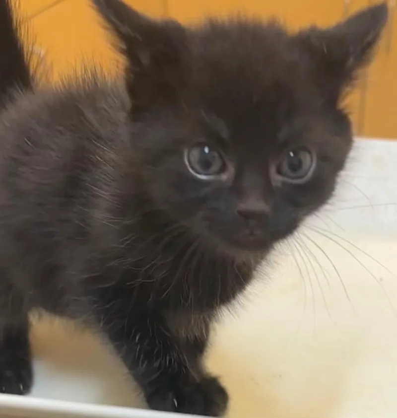 A baby small-sized female Domestic Short Hair cat named Bailee for adoption in Elizabethton, TN