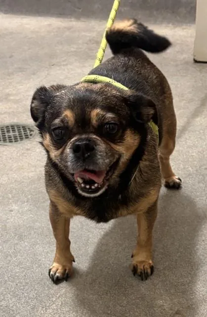 A senior small-sized female Pug dog named Dutchess for adoption in Upper Marlboro, MD