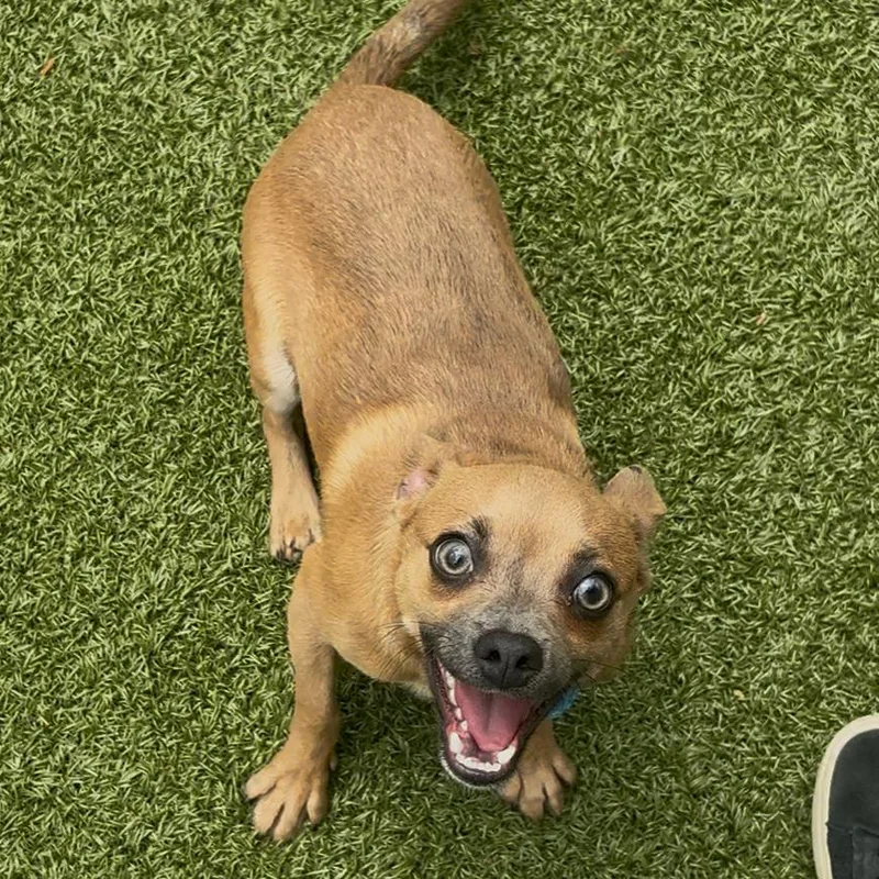 A young small-sized male Brown / Chocolate Chihuahua dog named Turf for adoption in Charlottesville, VA