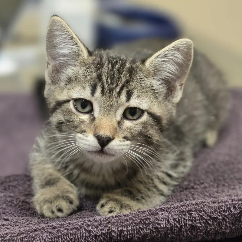 A baby small-sized male Brown / Chocolate Domestic Short Hair cat named Buzz for adoption in Wickenburg, AZ
