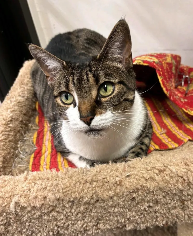 An adult medium-sized female Tabby (Brown / Chocolate) Domestic Short Hair cat named Princess for adoption in Philadelphia, PA