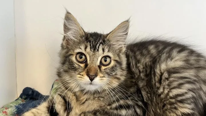 A baby large-sized male Tabby (Brown / Chocolate) Domestic Long Hair cat named Furby for adoption in Chestertown, MD